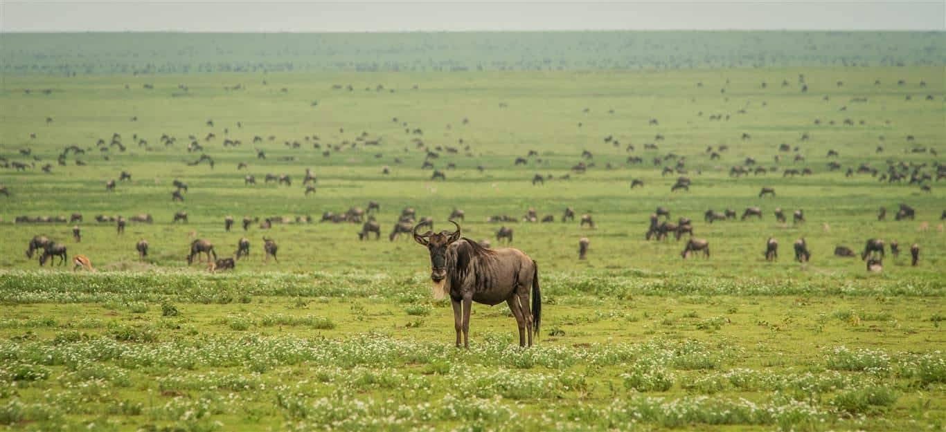 6-Day Calving Season Safari and Materuni Waterfalls - Featured Image