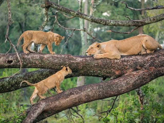 UDZUNGWA HIKING AND MIKUMI NATIONAL PARK - Featured Image