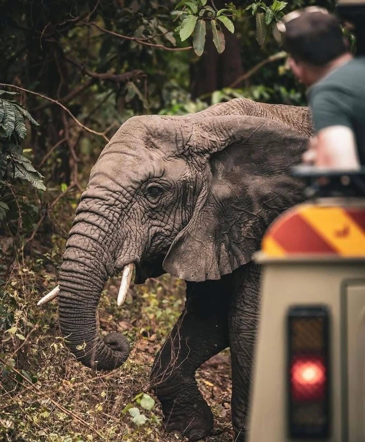 CLASSIC TANZANIAN SAFARI - Featured Image