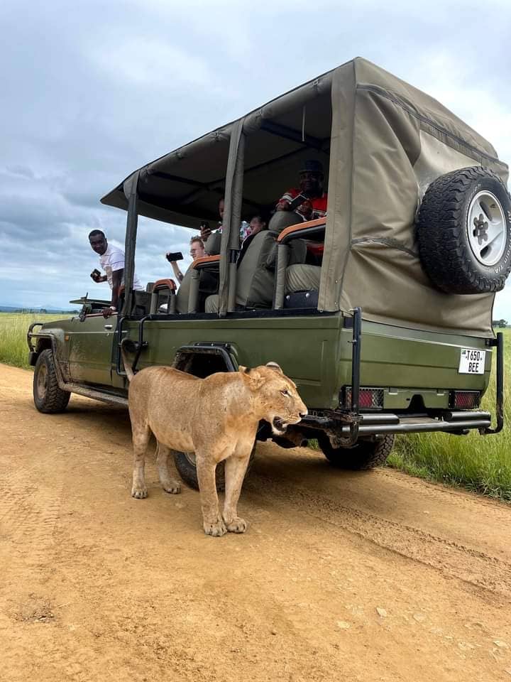 Days Mikumi National Park Safari - Featured Image