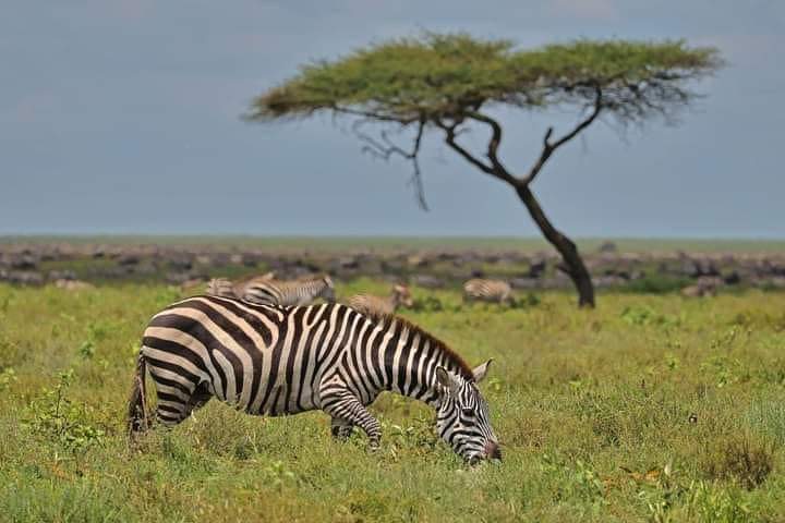 Ngorongoro Conservation Area