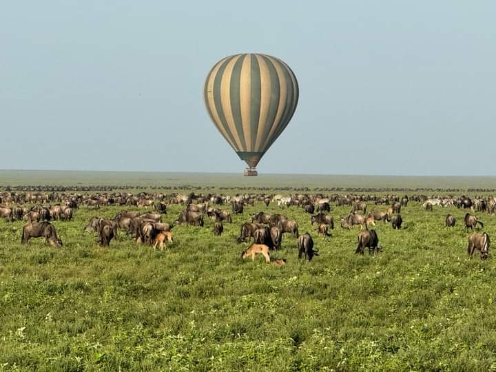 4 Days Tarangire, Serengeti and Ngorongoro Safari - Featured Image