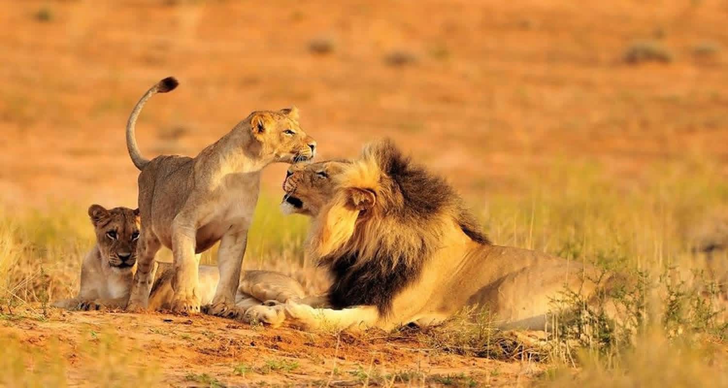 DAY TRIP SAFARI TO MIKUMI NATIONAL PARK FROM ZANZIBAR
