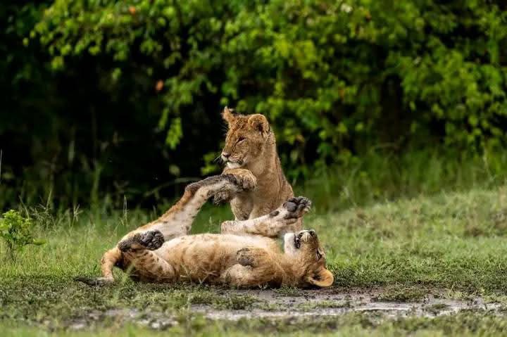 Days Mikumi and Nyerere National Park Safari - Featured Image