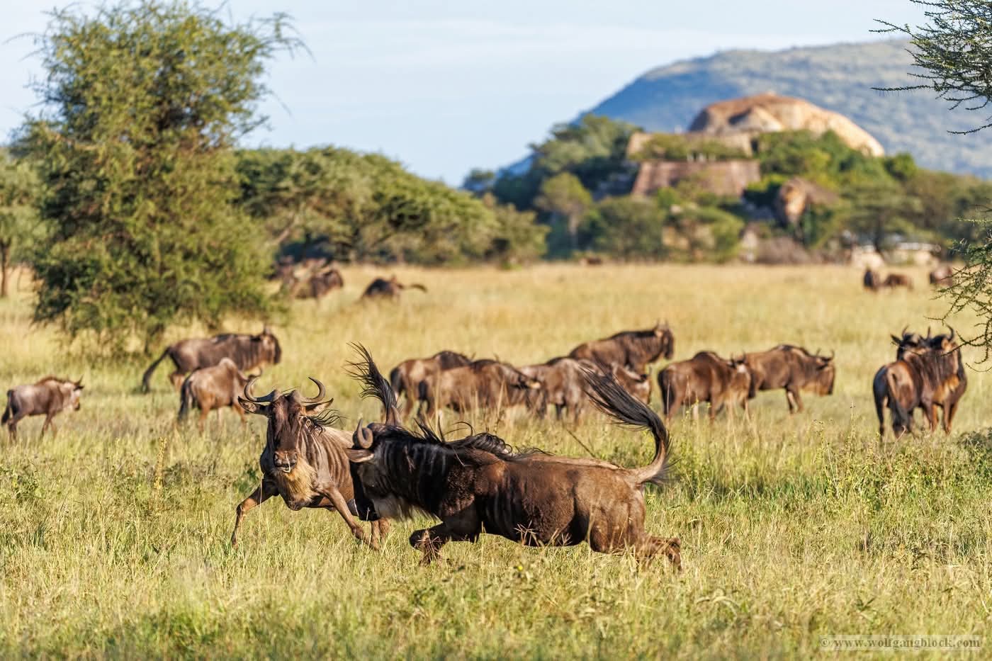 9-Day Wildebeest Calving Season Safari and Zanzibar Beach Escape. - Featured Image