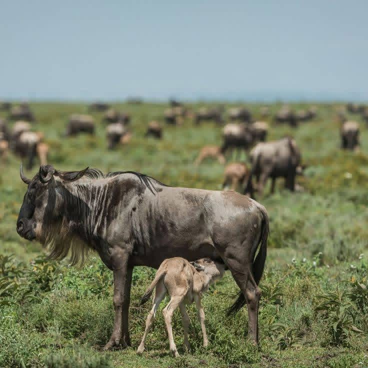 Days Ndutu Calving Season Safari - Featured Image