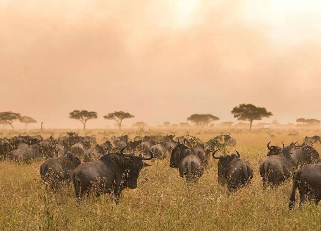 4 days Serengeti Migration Tour